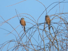 Emberiza cioides