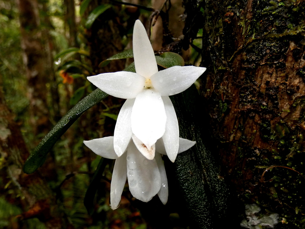 Aerangis fastuosa