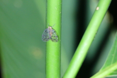 Nogodinidae