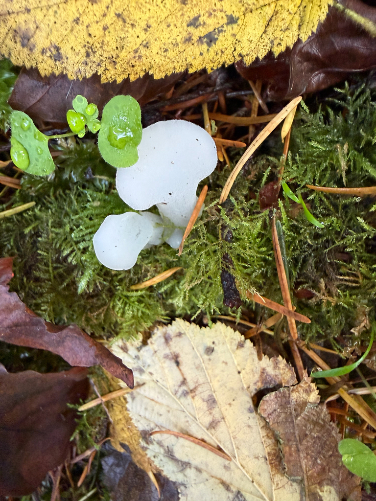 Pseudohydnum gelatinosum · November 2025 · photo: © judisanders (iNaturalist, cc-by)
