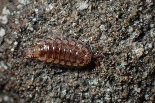 Oritoniscus pyrenaeus