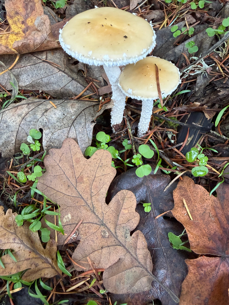 Stropharia ambigua · November 2025 · photo: © judisanders (iNaturalist, cc-by)