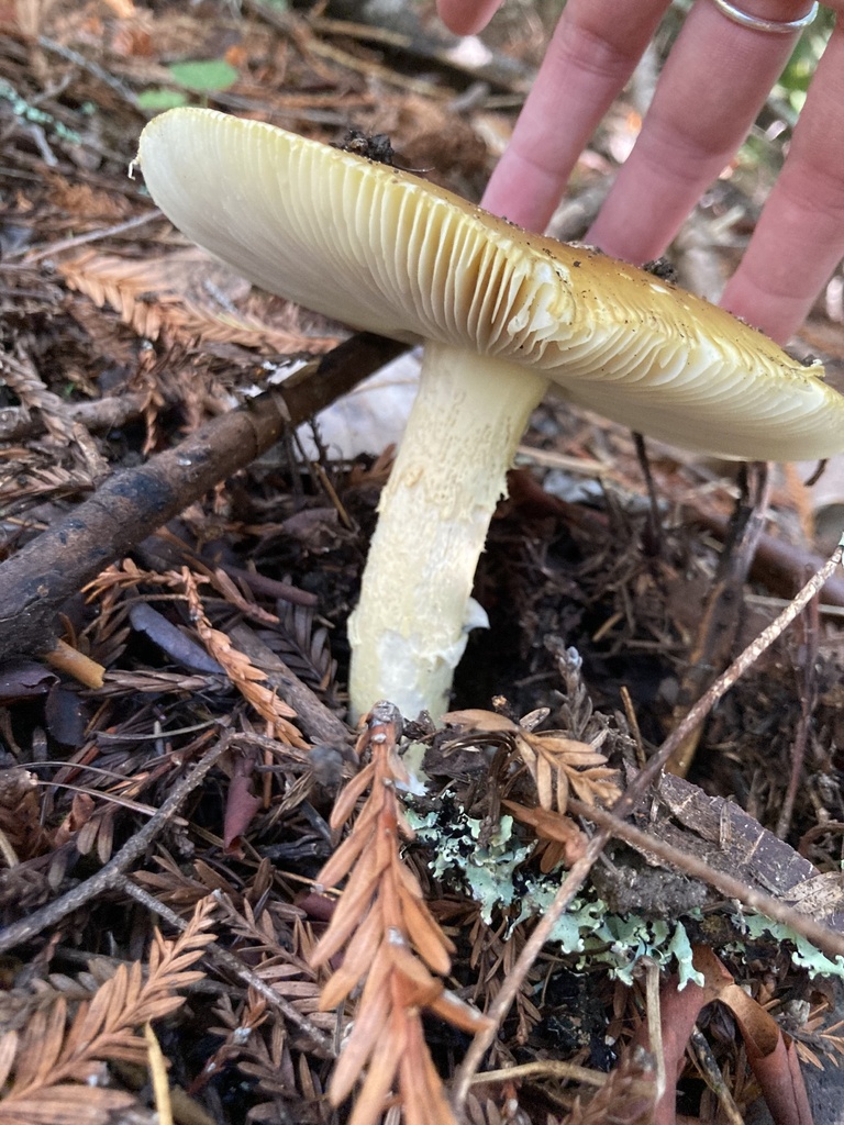 Amanita calyptroderma · November 2025 · photo: © scheim (iNaturalist, cc-by-nc)