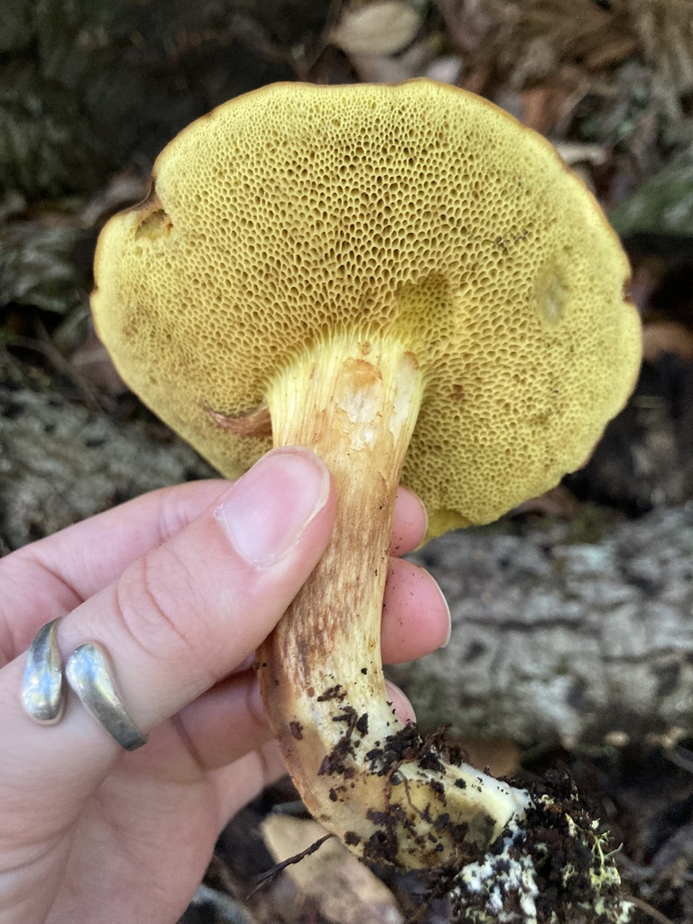 Xerocomus subtomentosus · November 2025 · photo: © scheim (iNaturalist, cc-by-nc)
