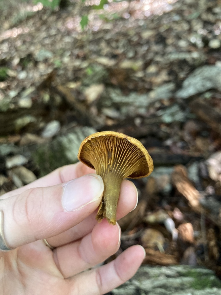 Omphalotus olivascens · November 2025 · photo: © scheim (iNaturalist, cc-by-nc)