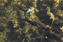 Poecilia mexicana