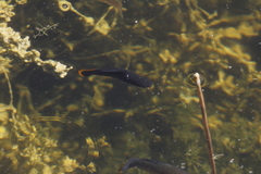 Poecilia mexicana