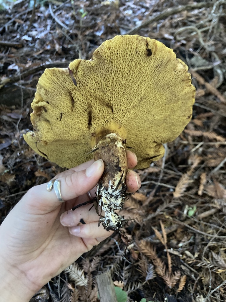 Suillus caerulescens