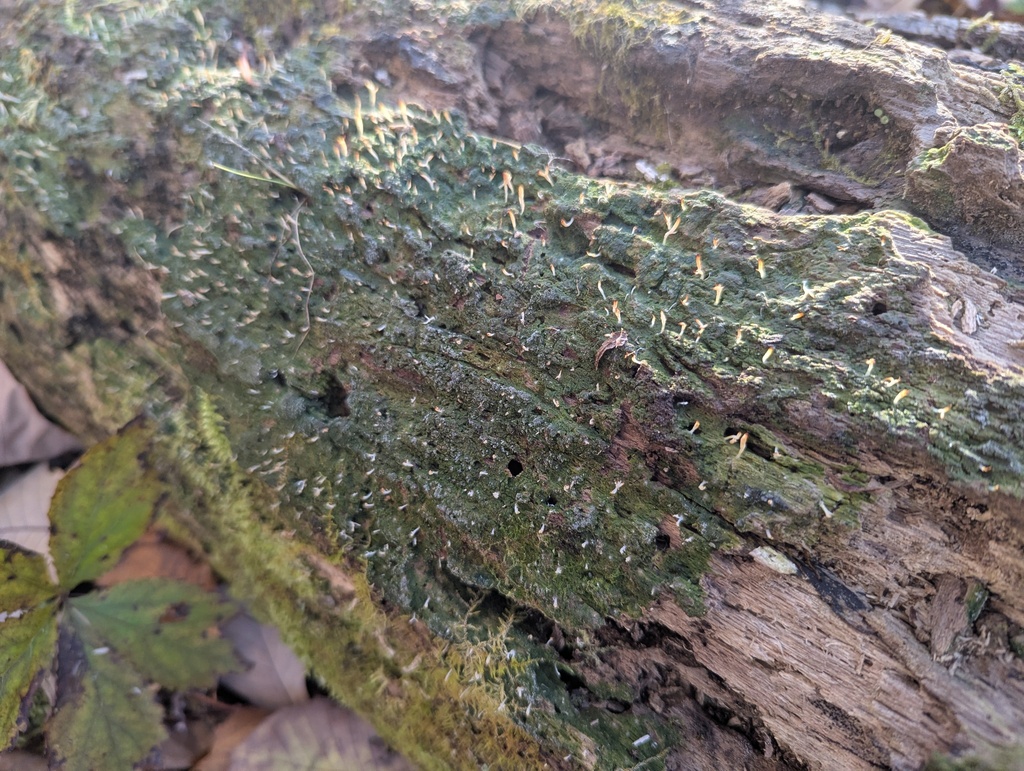 Multiclavula mucida · November 2025 · photo: © rynxs (iNaturalist, cc-by)