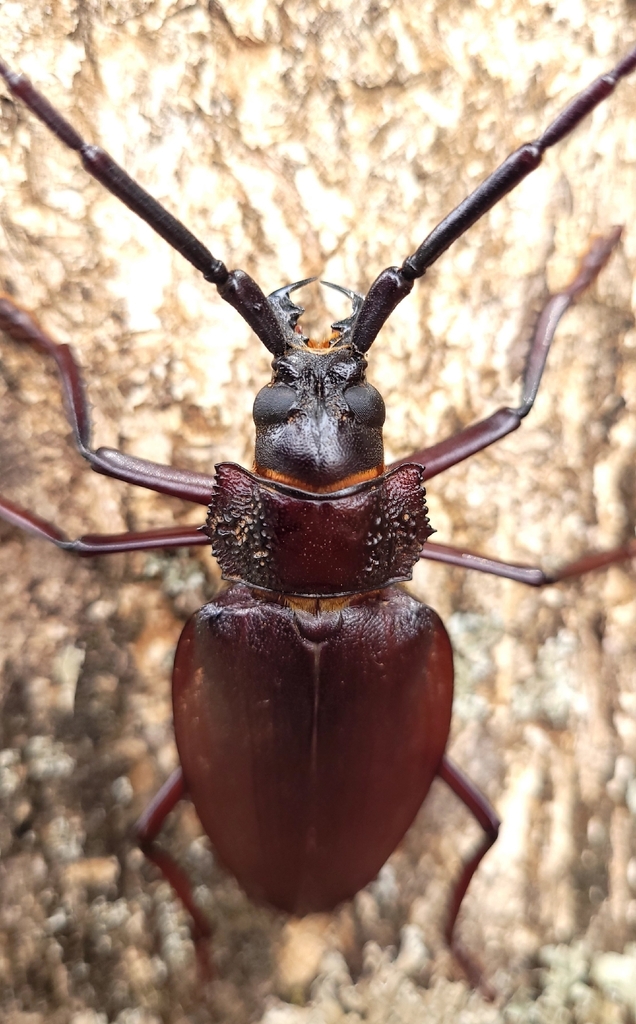 Ctenoscelis coeus