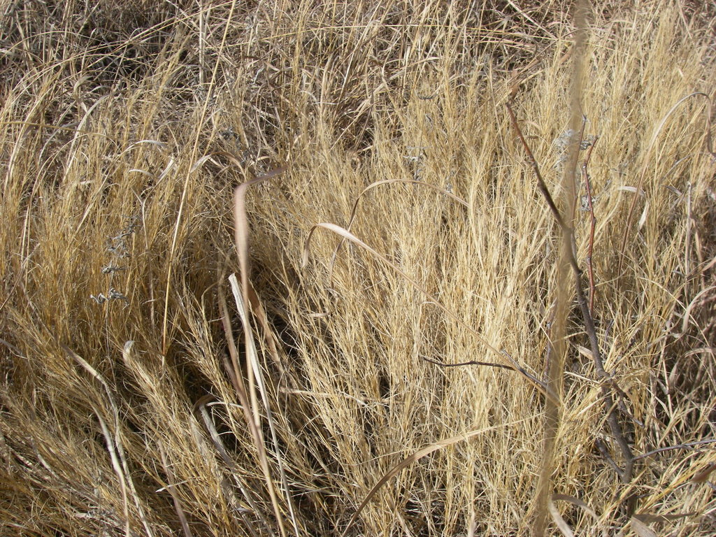 plains muhly (Grasses of Montana (Poaceae Family)) · iNaturalist