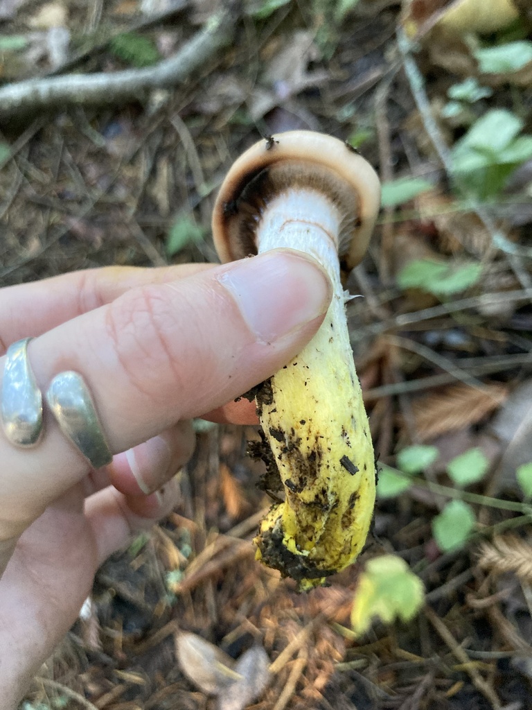 Gomphidius oregonensis