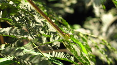 Oxybelis microphthalmus