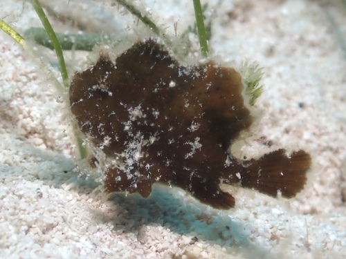 Dwarf Frogfish (Antennarius pauciradiatus) — Antennariidae — 5