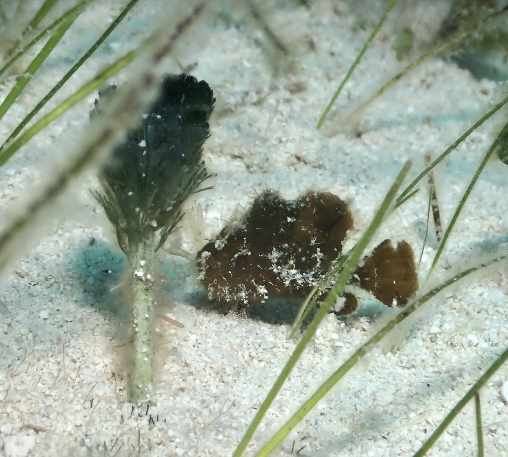 Dwerg-hengelaarsvis (Antennarius pauciradiatus) — Antennariidae