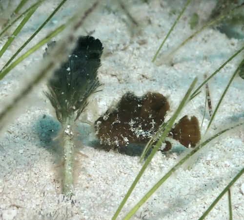 Dwarf Frogfish (Antennarius pauciradiatus) — Antennariidae