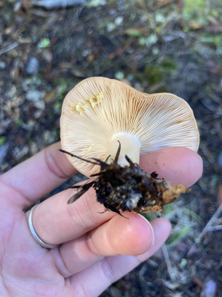 Lactarius xanthogalactus · November 2025 · photo: © scheim (iNaturalist, cc-by-nc)