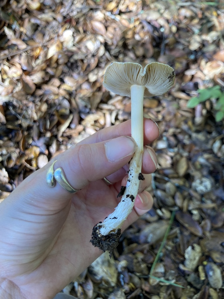 Pseudosperma sororium · November 2025 · photo: © scheim (iNaturalist, cc-by-nc)