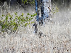 Geophaps scripta
