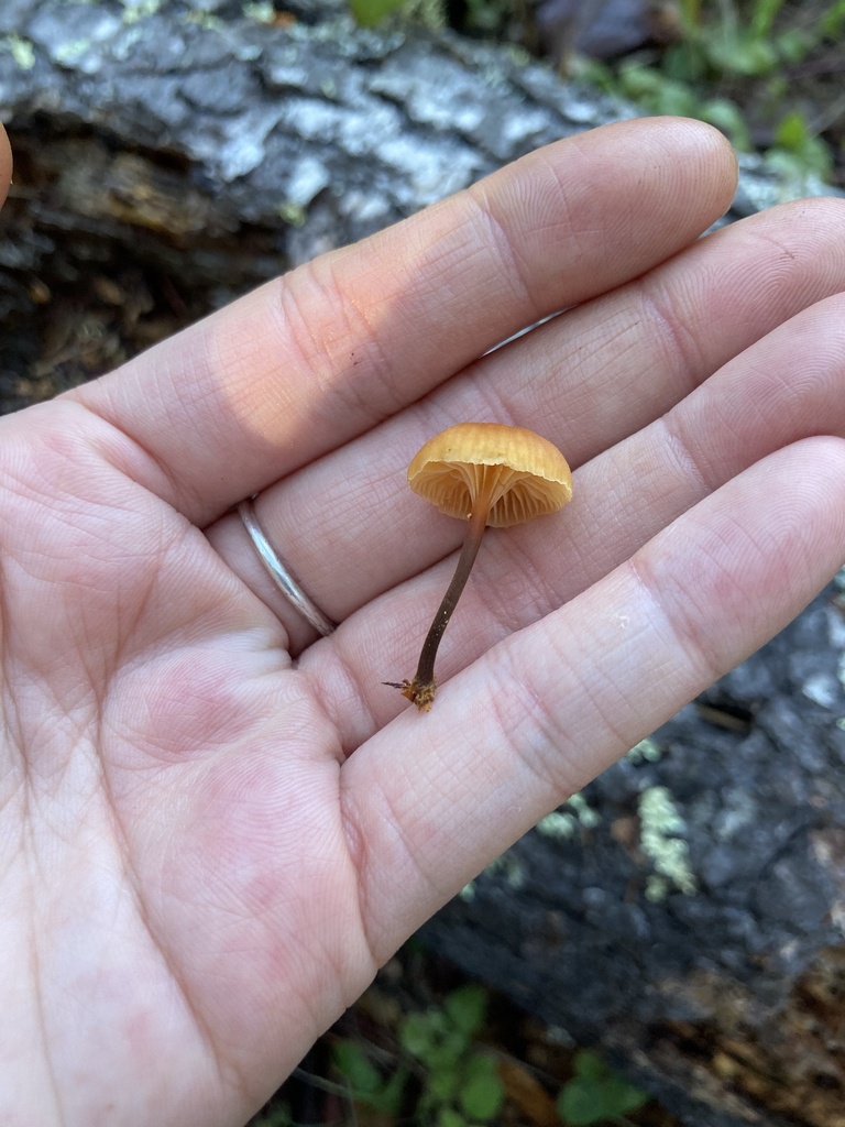 Xeromphalina campanella · November 2025 · photo: © scheim (iNaturalist, cc-by-nc)