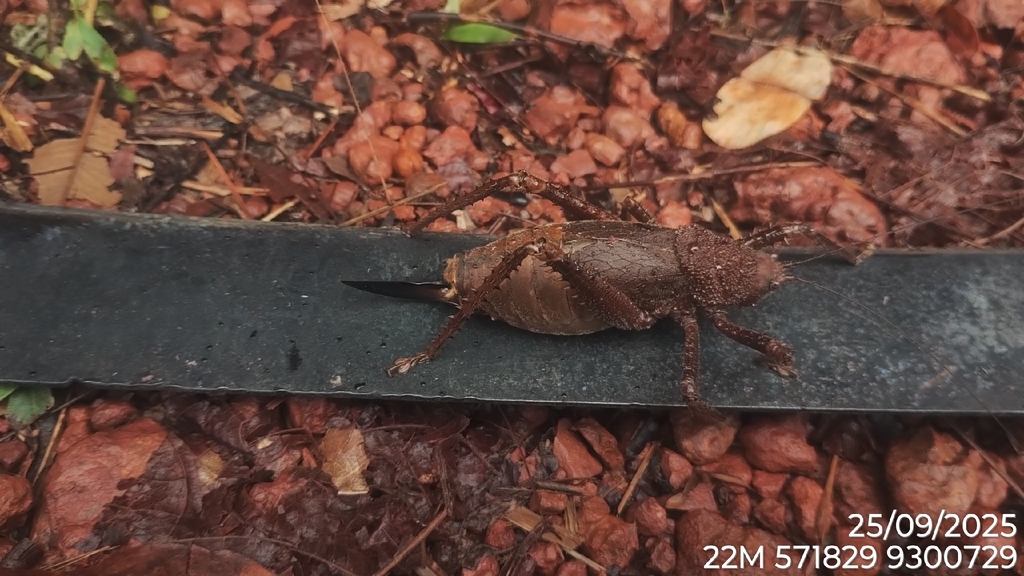 Choeroparnops tuberculatus