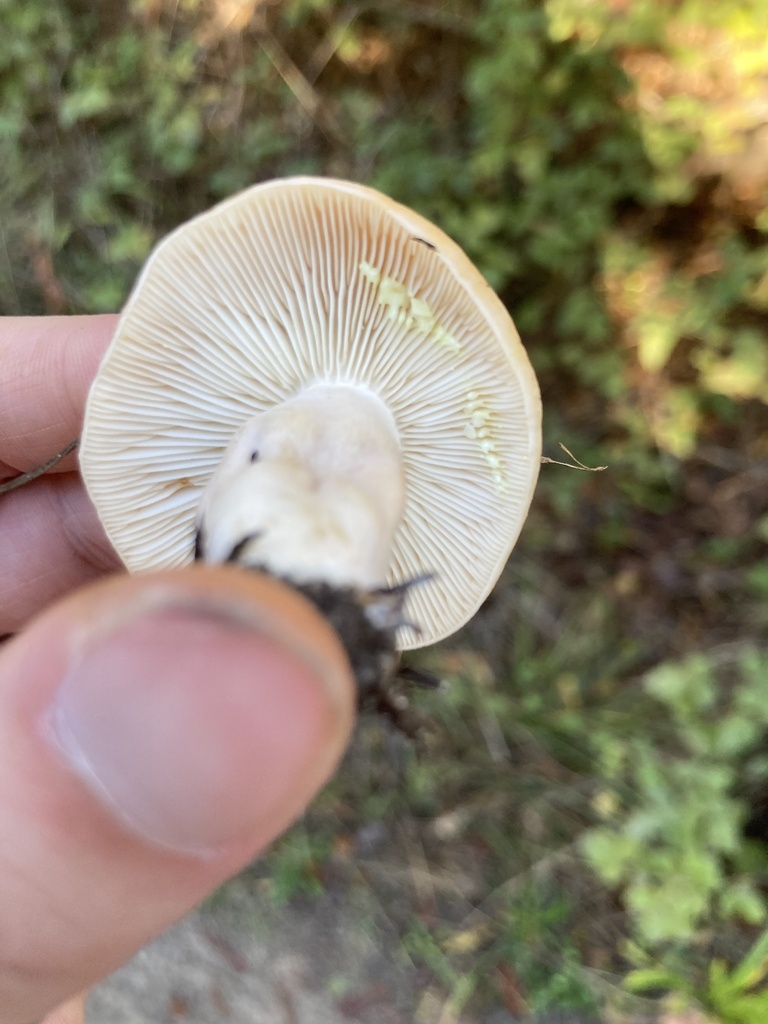 Lactarius xanthogalactus · November 2025 · photo: © scheim (iNaturalist, cc-by-nc)