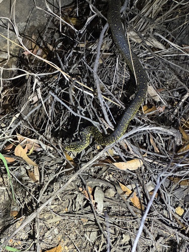 Diamond Python sighting