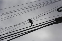 Tyrannus melancholicus