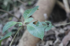 Synapte pecta