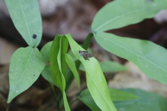 Panoquina ocola