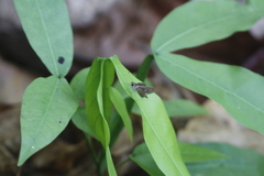 Panoquina ocola