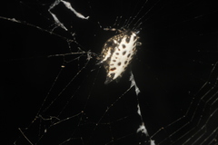 Gasteracantha cancriformis