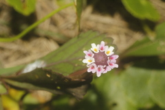Phyla nodiflora
