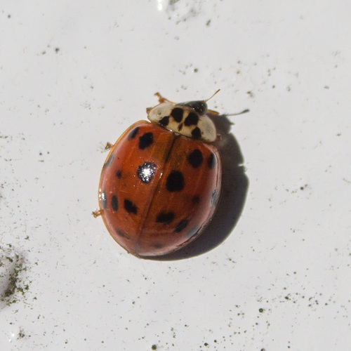 Asian Lady Beetle