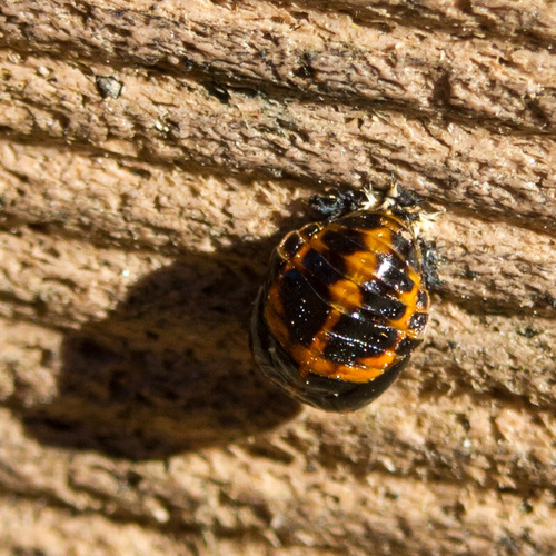 Asian Lady Beetle