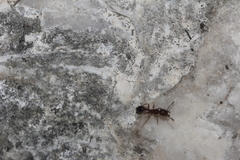 Tetramorium bicarinatum