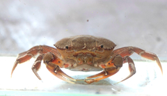 Dilocarcinus pagei