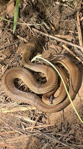 Eastern Brown Snake sighting