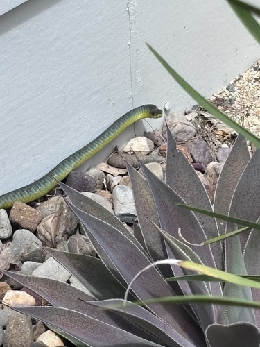 Common Tree Snake sighting