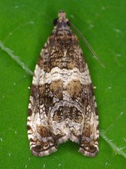 Olethreutes valdanum