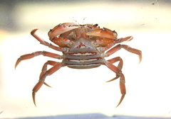 Dilocarcinus pagei
