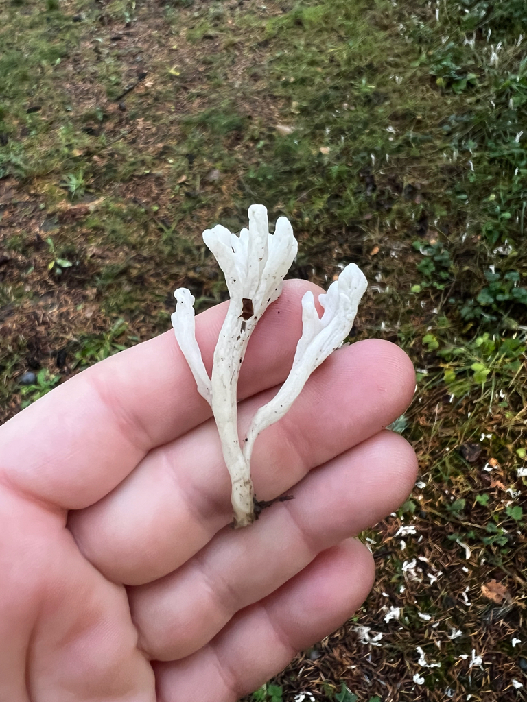 Clavulina rugosa · November 2025 · photo: © jemmamontgomery (iNaturalist, cc-by)