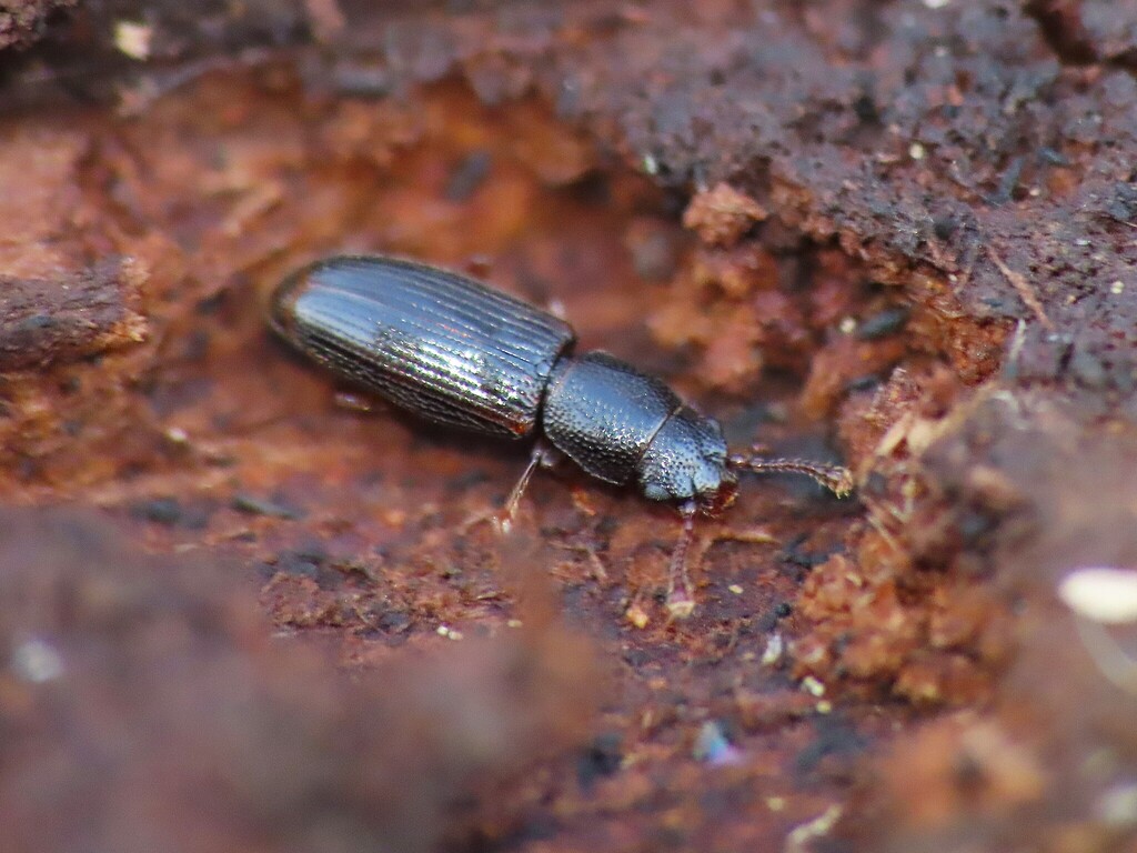 Hesperobaenus rufipes