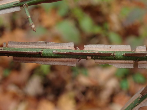 Euonymus, photographed by an iNaturalist contributor