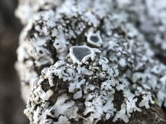 Physconia americana