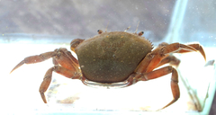 Dilocarcinus pagei