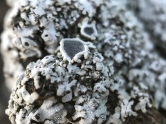 Physconia americana