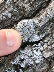 Physconia americana