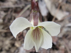Viola albida