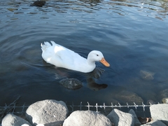 Anas platyrhynchos domesticus